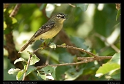  Guianan Tyrannulet, Rio Cristalino, Brazil � Janet Zinn 2015